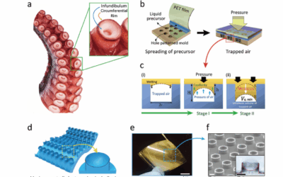 Octopus-Inspired Biocompatible Adhesive Patches with 3D Microtips for Underwater and Hairy Skin
