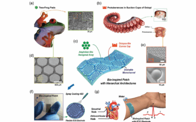 Mimicking Frog Toe Pads and Octopus Suckers for a Novel Wearable Electrode