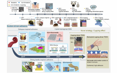 Bioinspired Suction-Driven Strategies for Efficient Transdermal Patches