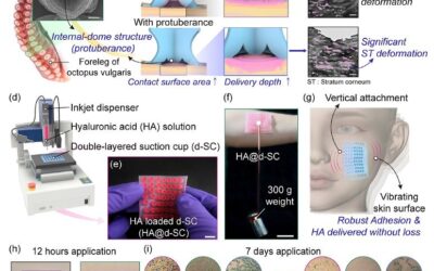 Mimetics and Sungkyunkwan University Develop Octopus-Inspired “Double-Layer Adhesive Patch”