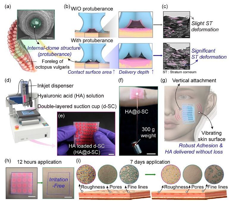 Mimetics and Sungkyunkwan University Develop Octopus-Inspired “Double-Layer Adhesive Patch”